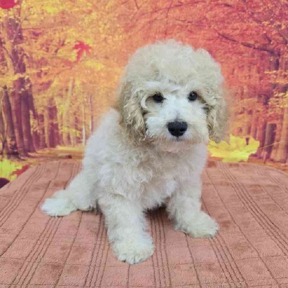 Male Mini Poodle Puppy for Sale in Virginia Beach, VA