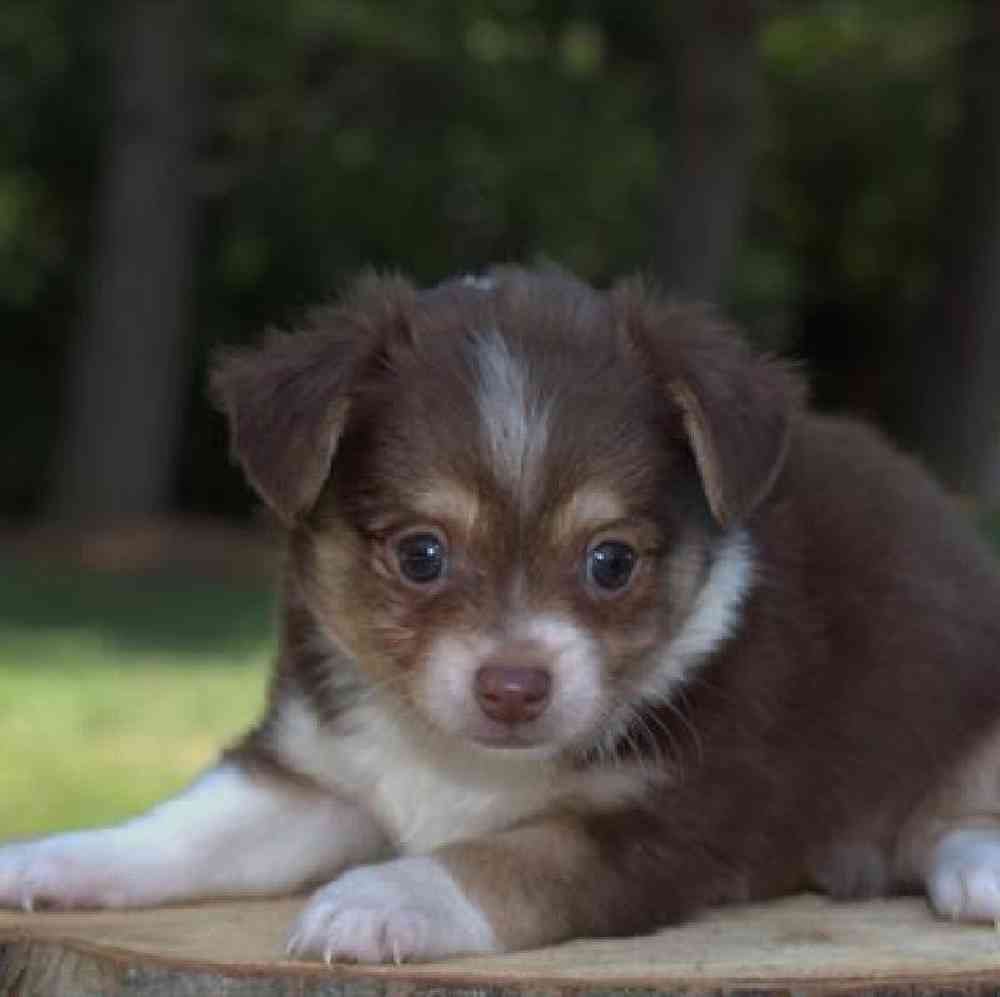 Male Chihuahua Puppy for Sale in Virginia Beach, VA