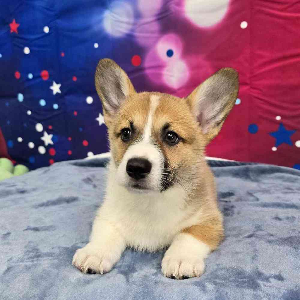 Female Pembroke Welsh Corgi Puppy for Sale in Virginia Beach, VA