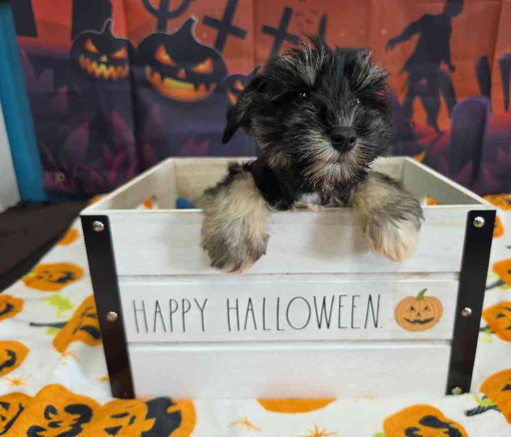 Female Mini Schnauzer Puppy for Sale in Virginia Beach, VA