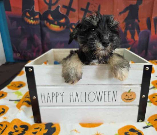 Mini Schnauzer