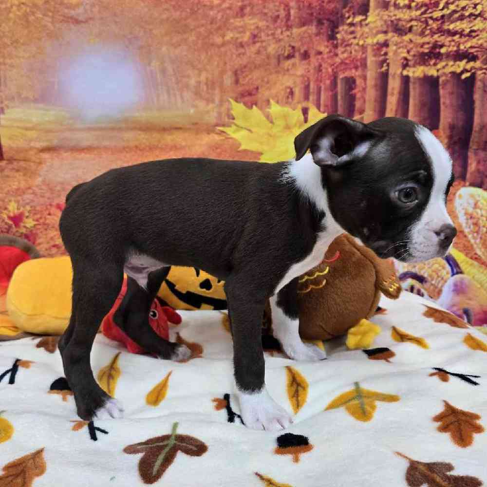 Male Boston Terrier Puppy for Sale in Virginia Beach, VA