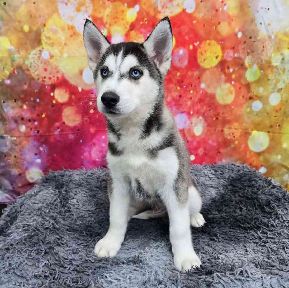 Male Siberian Husky Puppy for Sale in Virginia Beach, VA