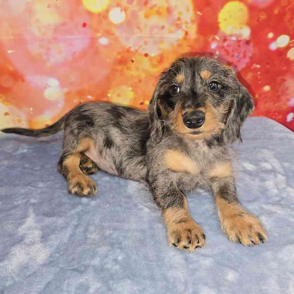 Male Dachshund Puppy for Sale in Virginia Beach, VA