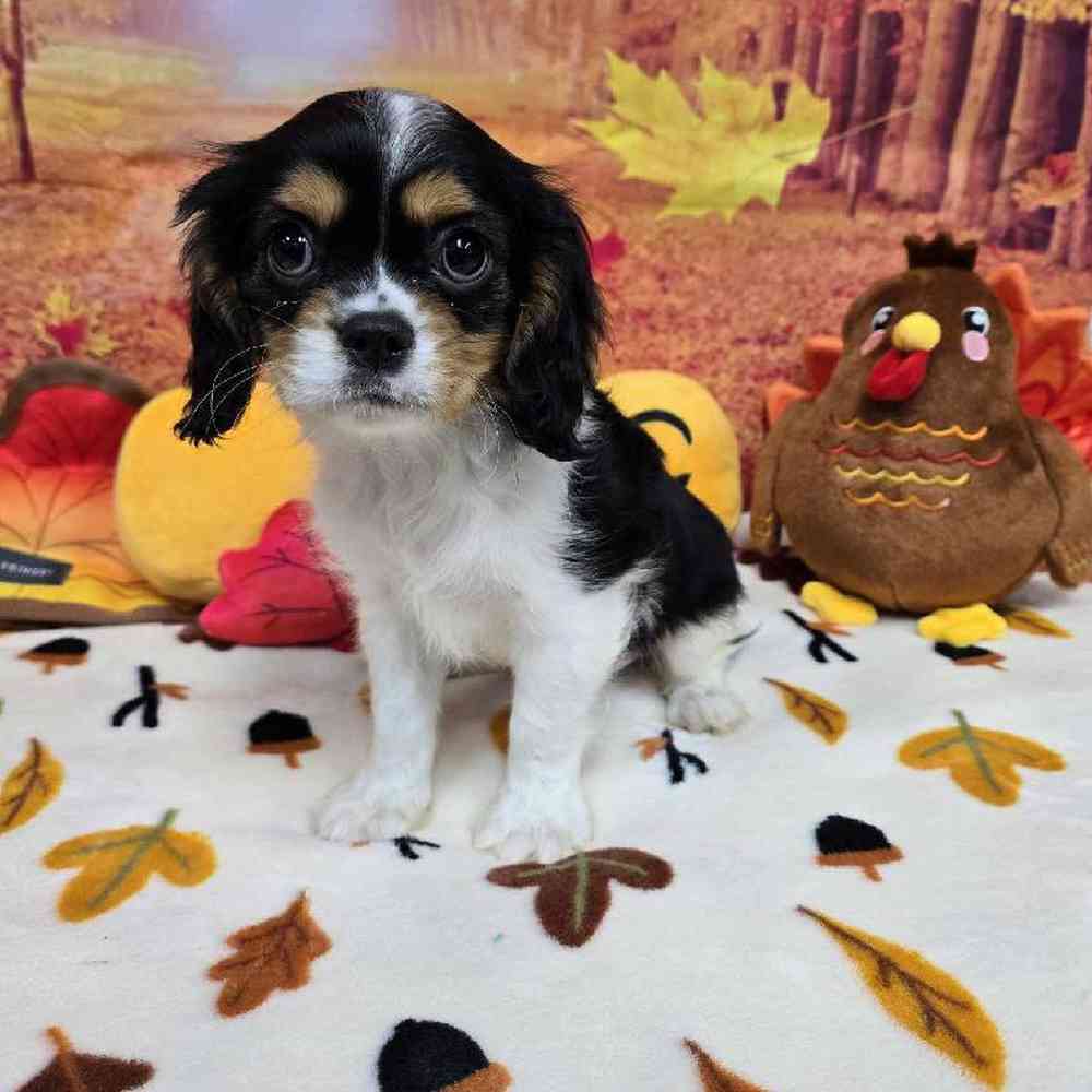 Male Cavalier King Charles Spaniel Puppy for Sale in Virginia Beach, VA