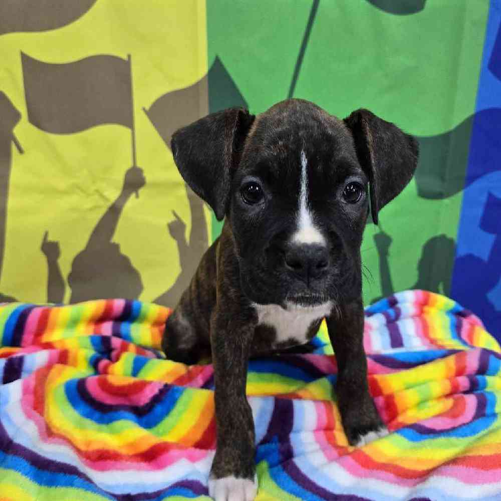 Female Boxer Puppy for Sale in Virginia Beach, VA