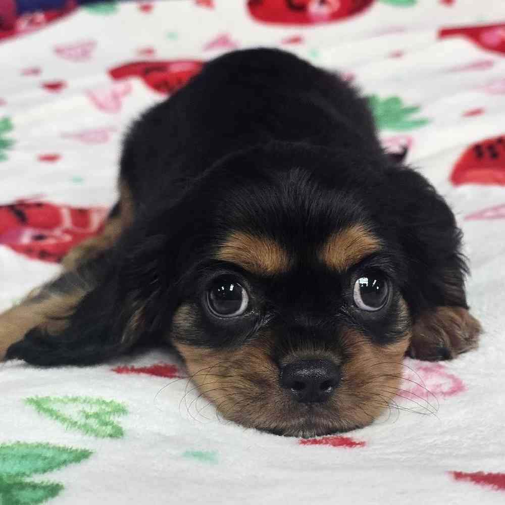Male Cavalier King Charles Spaniel Puppy for Sale in Virginia Beach, VA