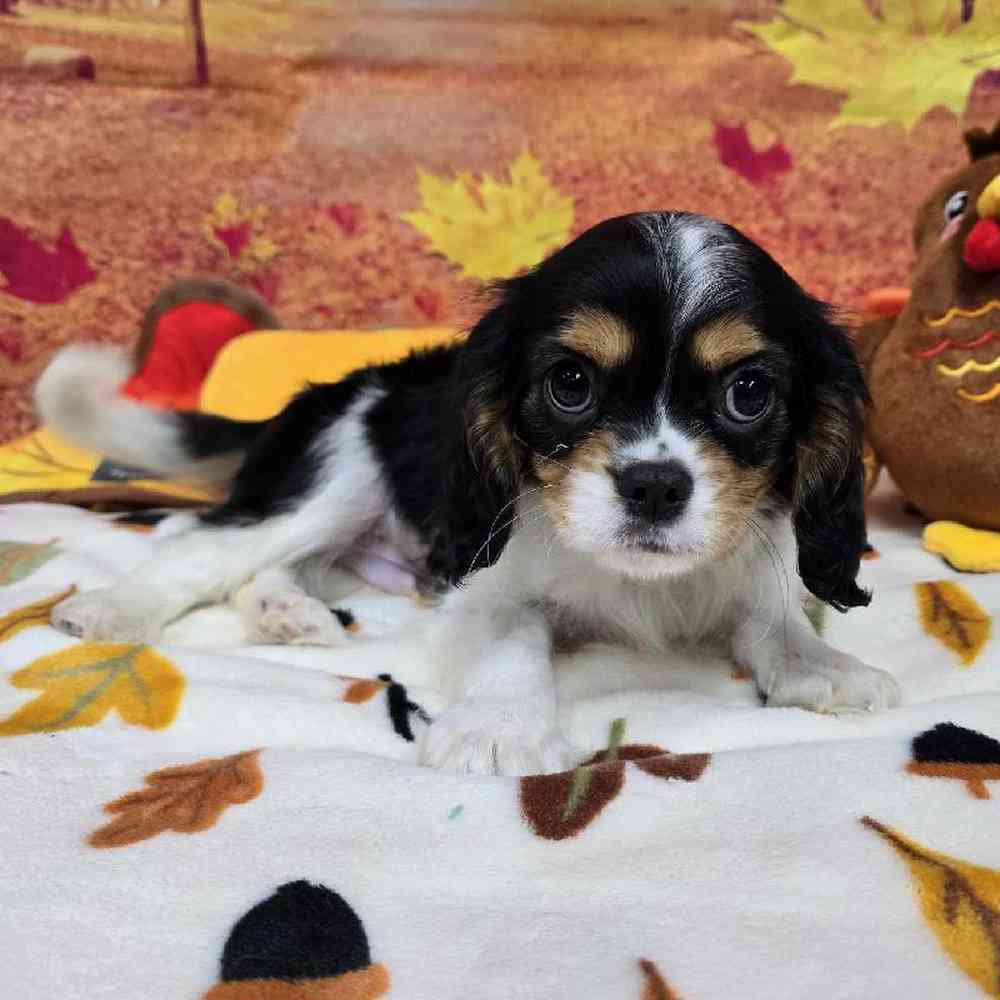 Male Cavalier King Charles Spaniel Puppy for Sale in Virginia Beach, VA