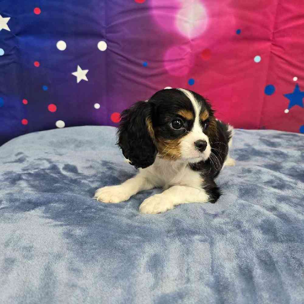 Male Cavalier King Charles Spaniel Puppy for Sale in Virginia Beach, VA