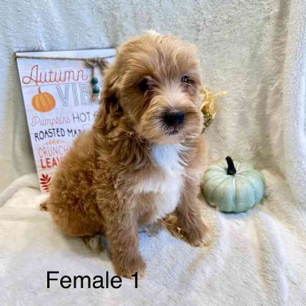 Female Mini Goldendoodle Puppy for Sale in Virginia Beach, VA