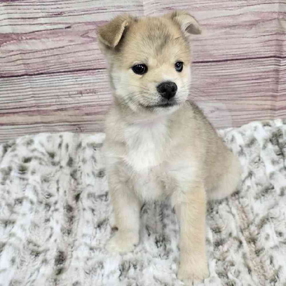 Male Pomsky Puppy for Sale in Virginia Beach, VA