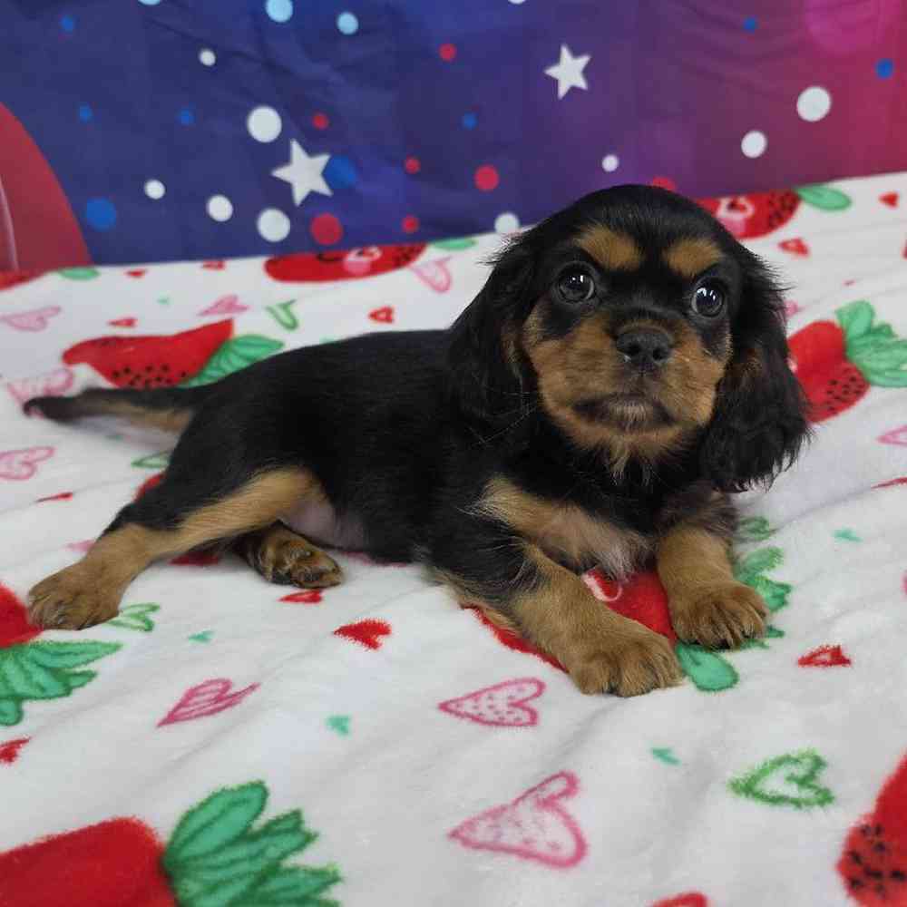 Male Cavalier King Charles Spaniel Puppy for Sale in Virginia Beach, VA