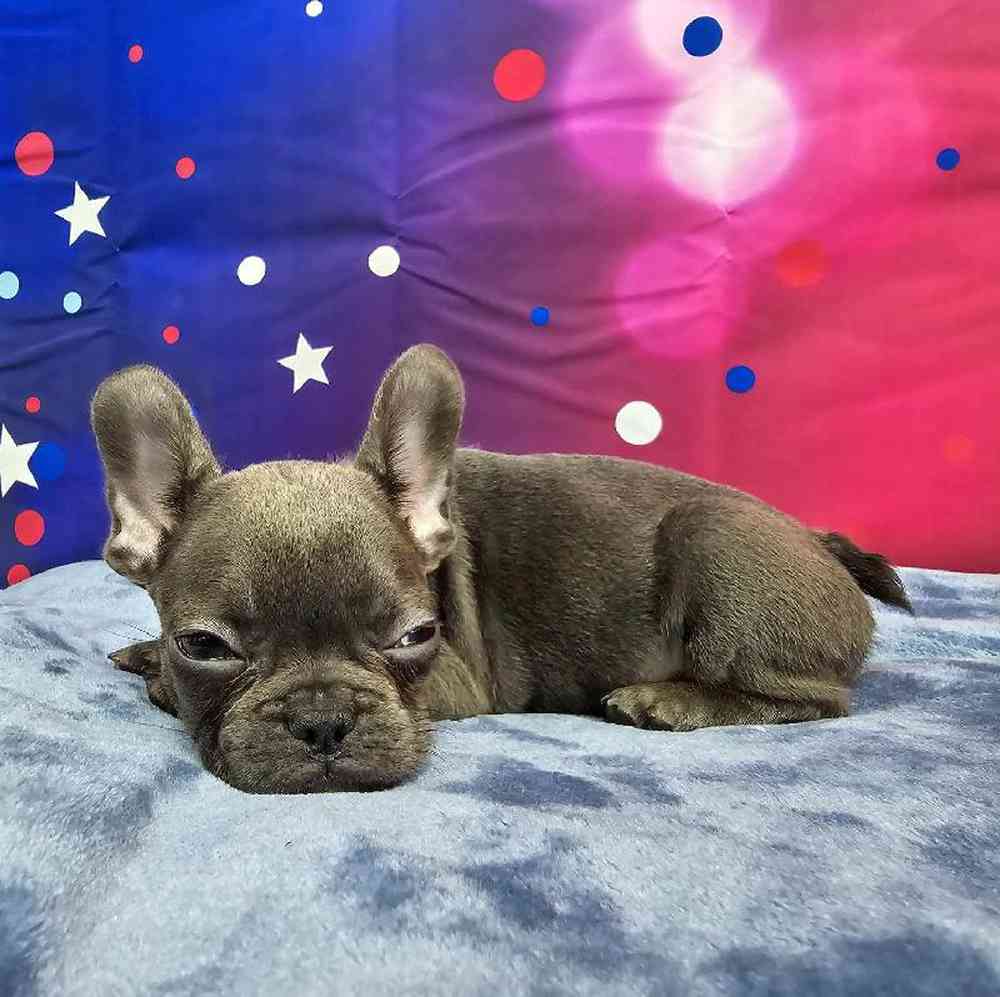 Female French Bulldog Puppy for Sale in Virginia Beach, VA