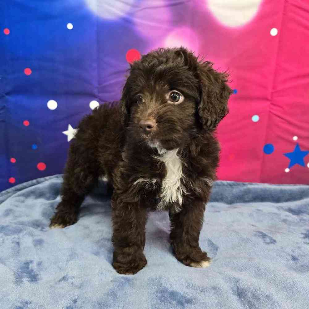 Female Mini Aussiedoodle Puppy for Sale in Virginia Beach, VA
