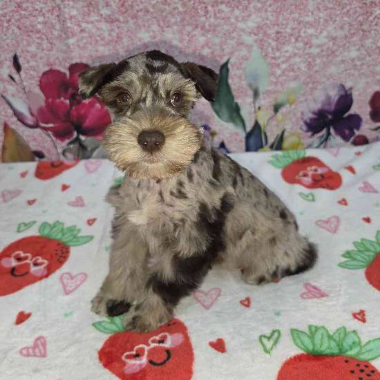 Mini Schnauzer