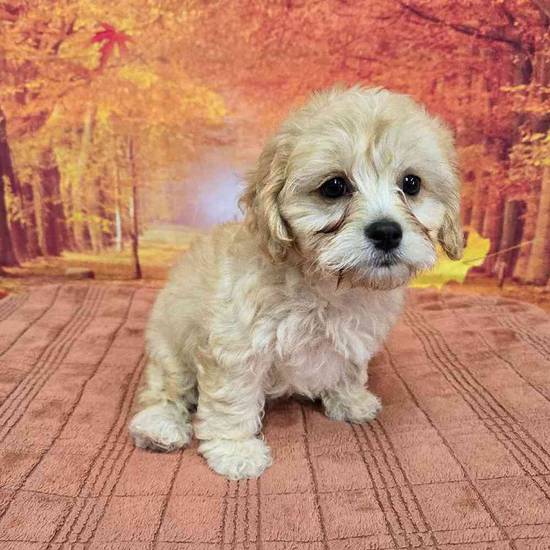 Cavachon