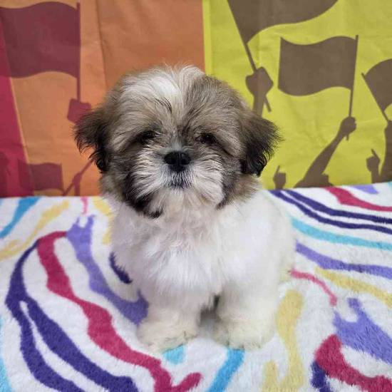 Shih Tzu