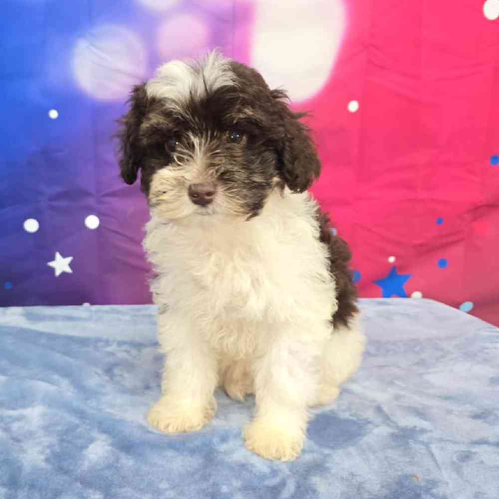 Female Schnoodle Puppy for Sale in Virginia Beach, VA