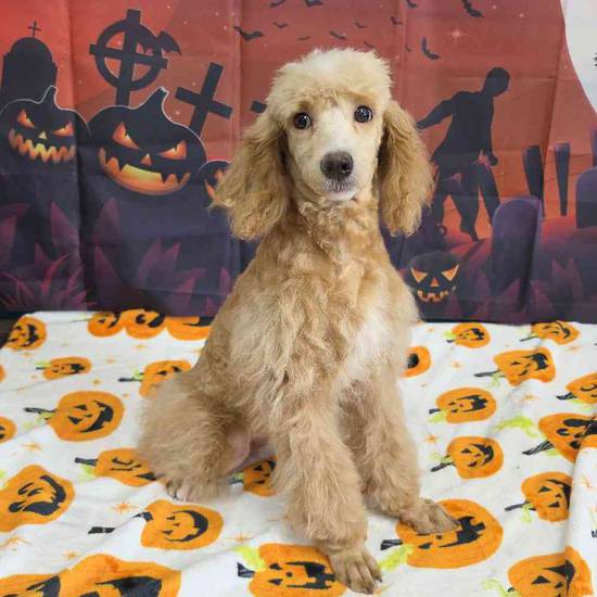 Poodle