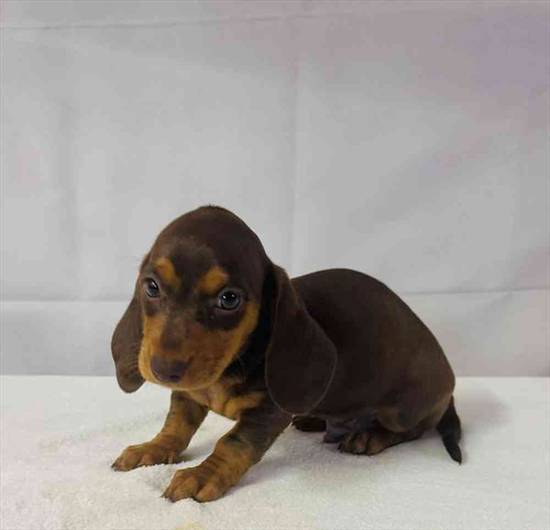 Dachshund