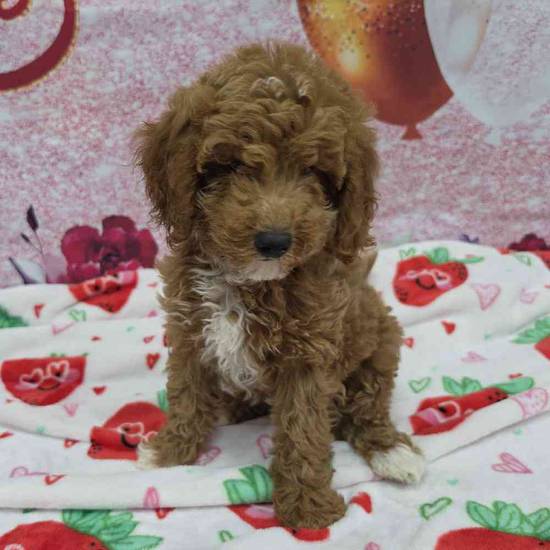 Mini Goldendoodle