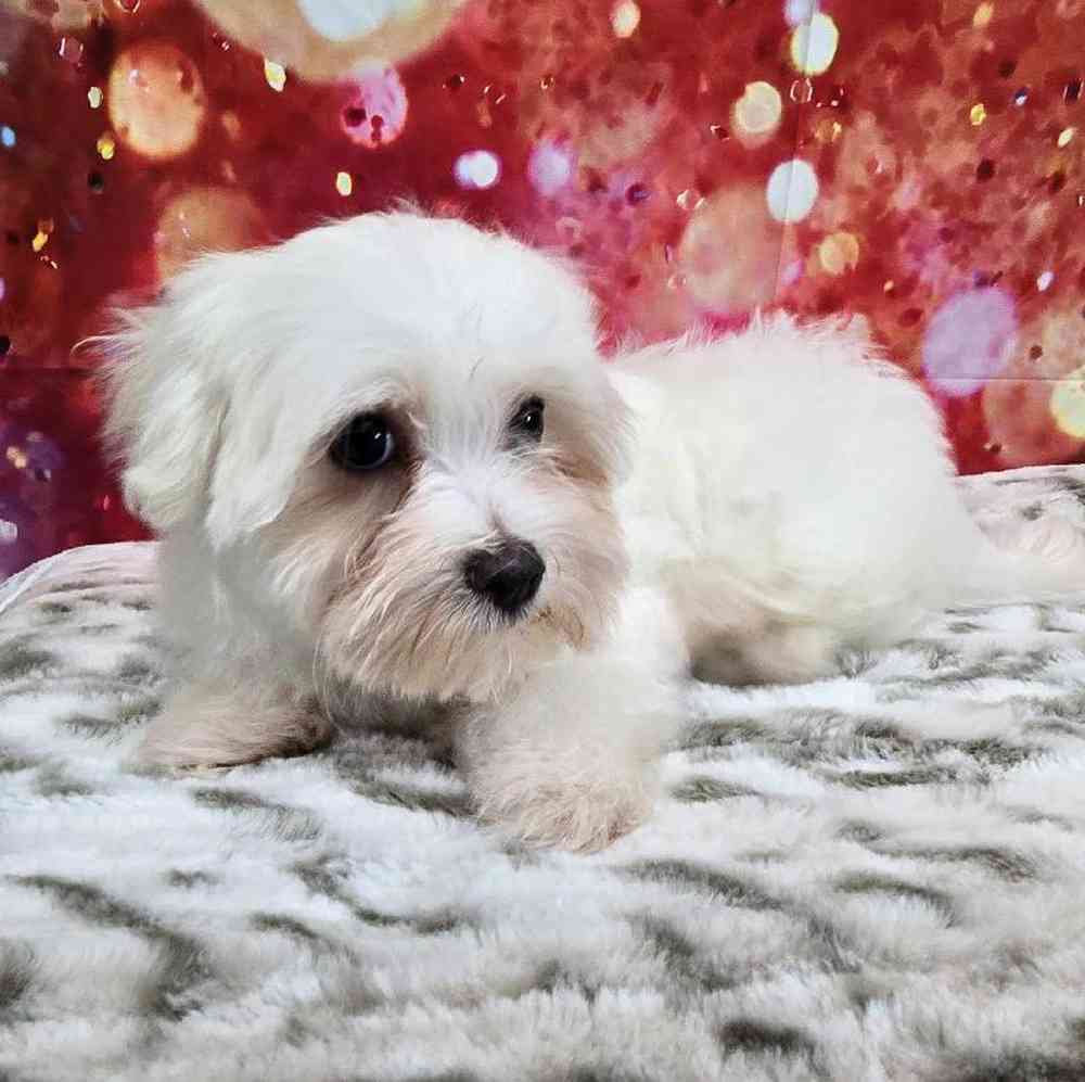 Female Maltese Puppy for Sale in Virginia Beach, VA