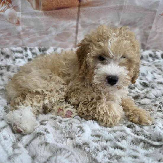 Mini Goldendoodle