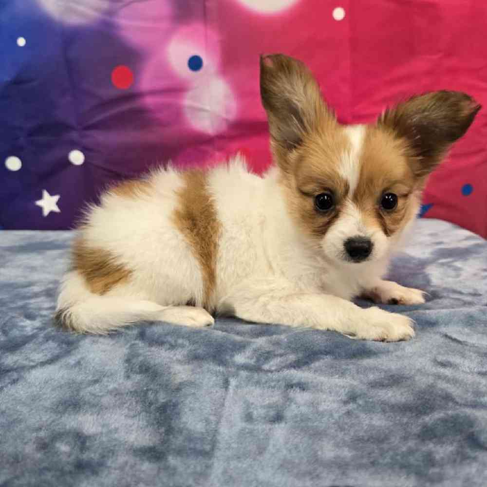 Female Papillon Puppy for Sale in Virginia Beach, VA