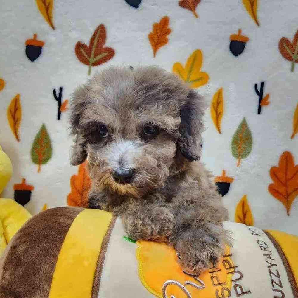 Male Mini Poodle Puppy for sale