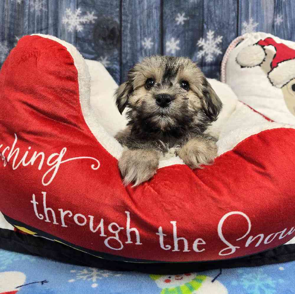 Male Havanese Puppy for Sale in Virginia Beach, VA