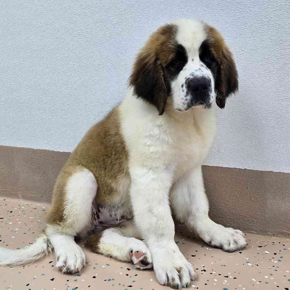 Female Saint Bernard Puppy for Sale in Virginia Beach, VA