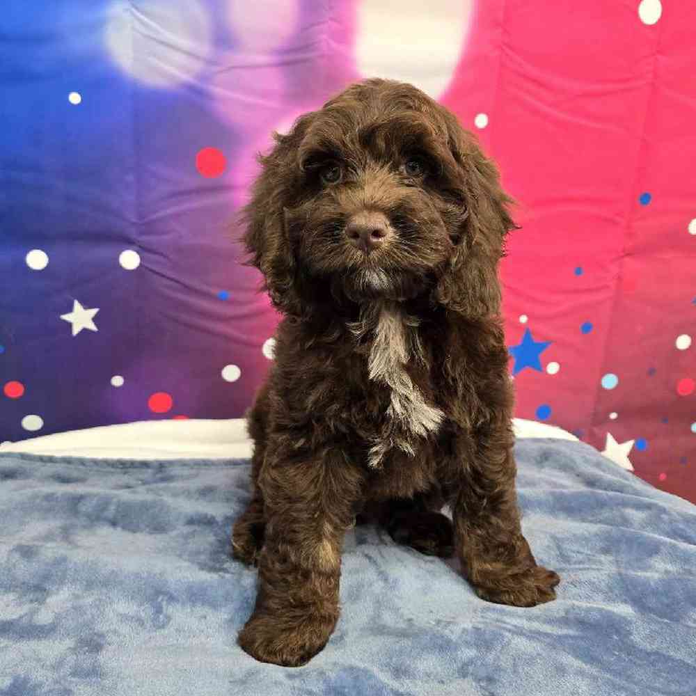 Male Cockapoo Puppy for Sale in Virginia Beach, VA