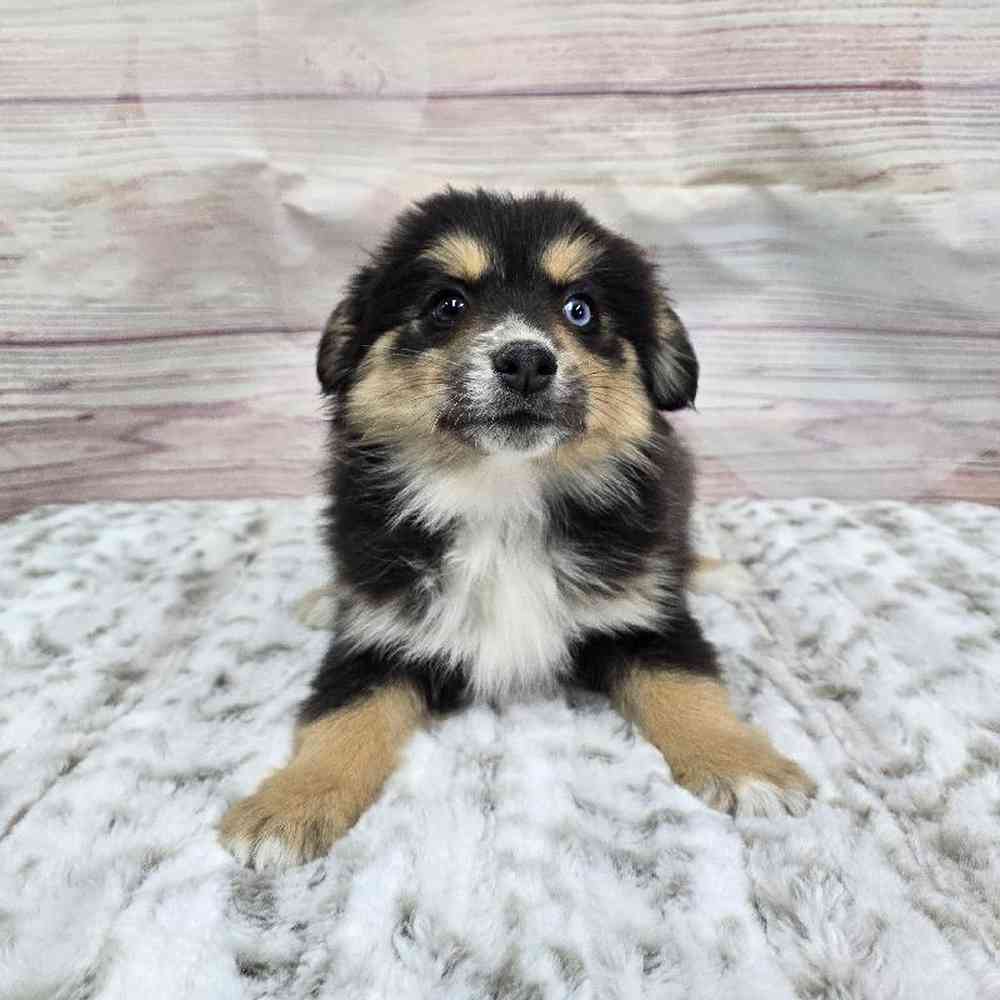 Female Pomsky Puppy for Sale in Virginia Beach, VA