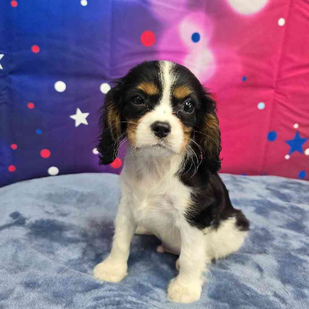 Male Cavalier King Charles Spaniel Puppy for Sale in Virginia Beach, VA