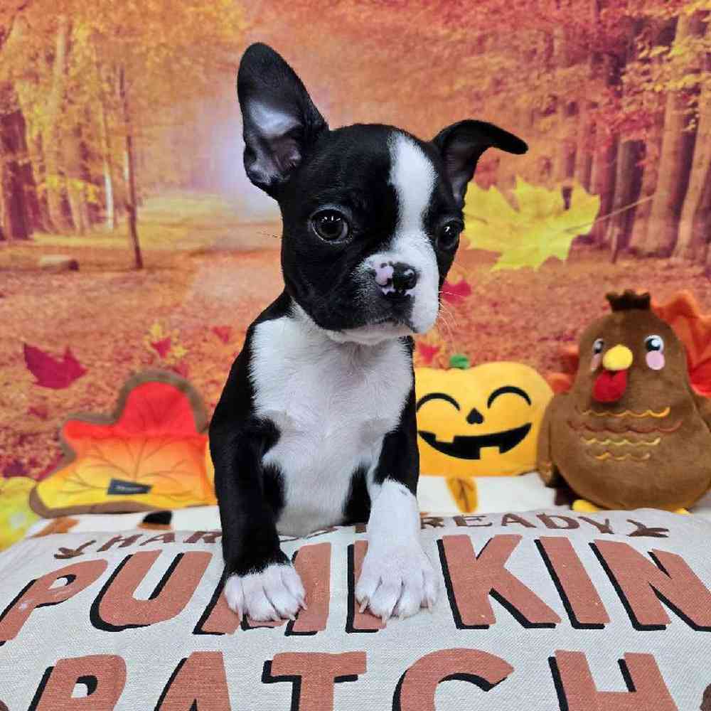 Male Boston Terrier Puppy for Sale in Virginia Beach, VA