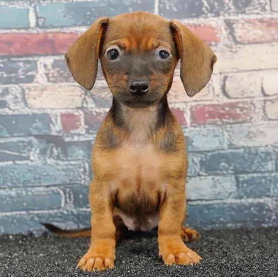 Chiweenie