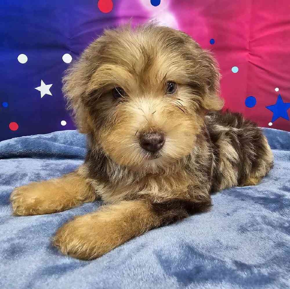 Male Yorkie-Poo Puppy for Sale in Virginia Beach, VA