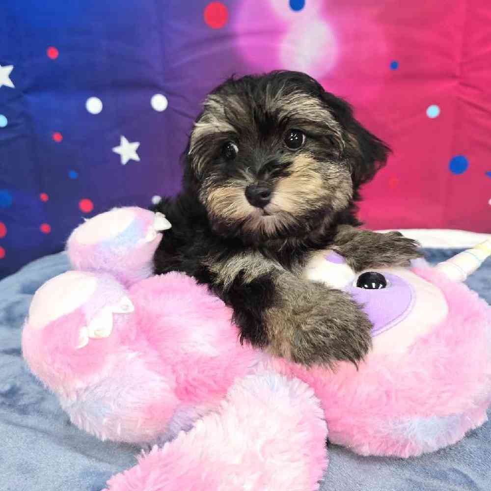 Female Havapoo Puppy for Sale in Virginia Beach, VA