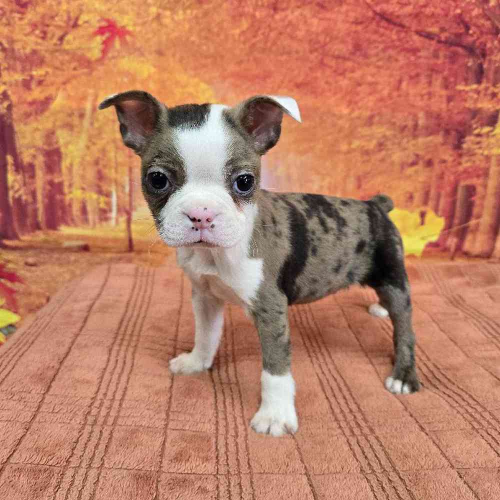 Male Boston Terrier Puppy for Sale in Virginia Beach, VA