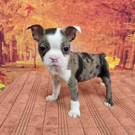 Boston Terrier