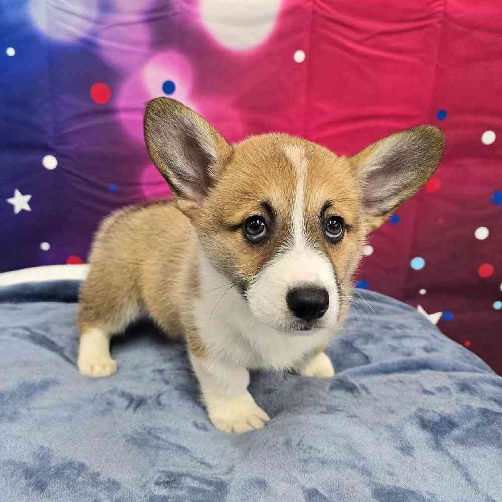 Female Pembroke Welsh Corgi Puppy for Sale in Virginia Beach, VA