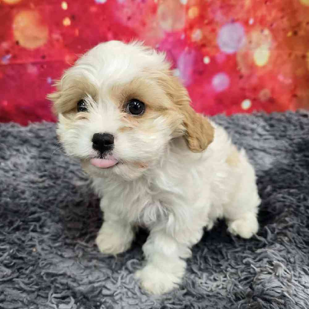 Female Cavachon Puppy for Sale in Virginia Beach, VA