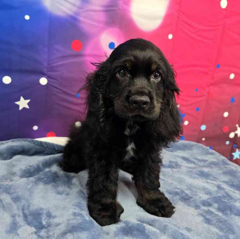 Male Cocker Spaniel Puppy for Sale in Virginia Beach, VA