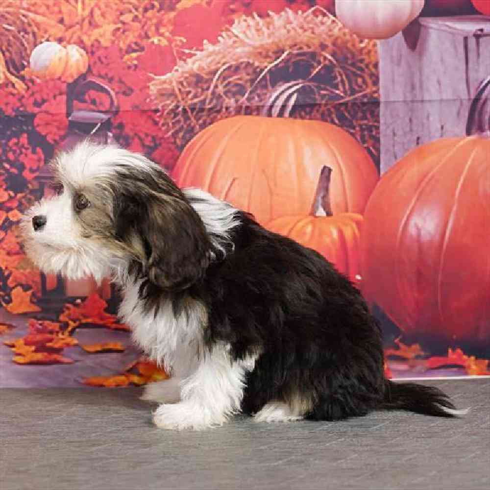 Male Chinese Crested Puppy for Sale in Virginia Beach, VA