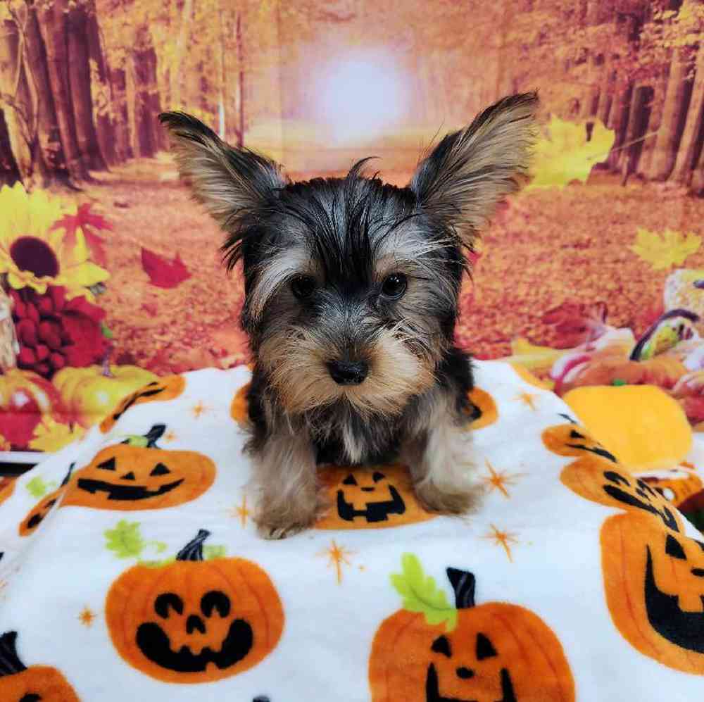 Male Yorkie Puppy for Sale in Virginia Beach, VA