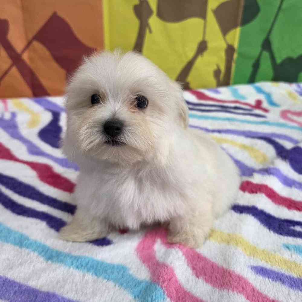 Male Maltese Puppy for Sale in Virginia Beach, VA