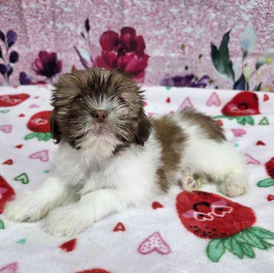 Shih Tzu