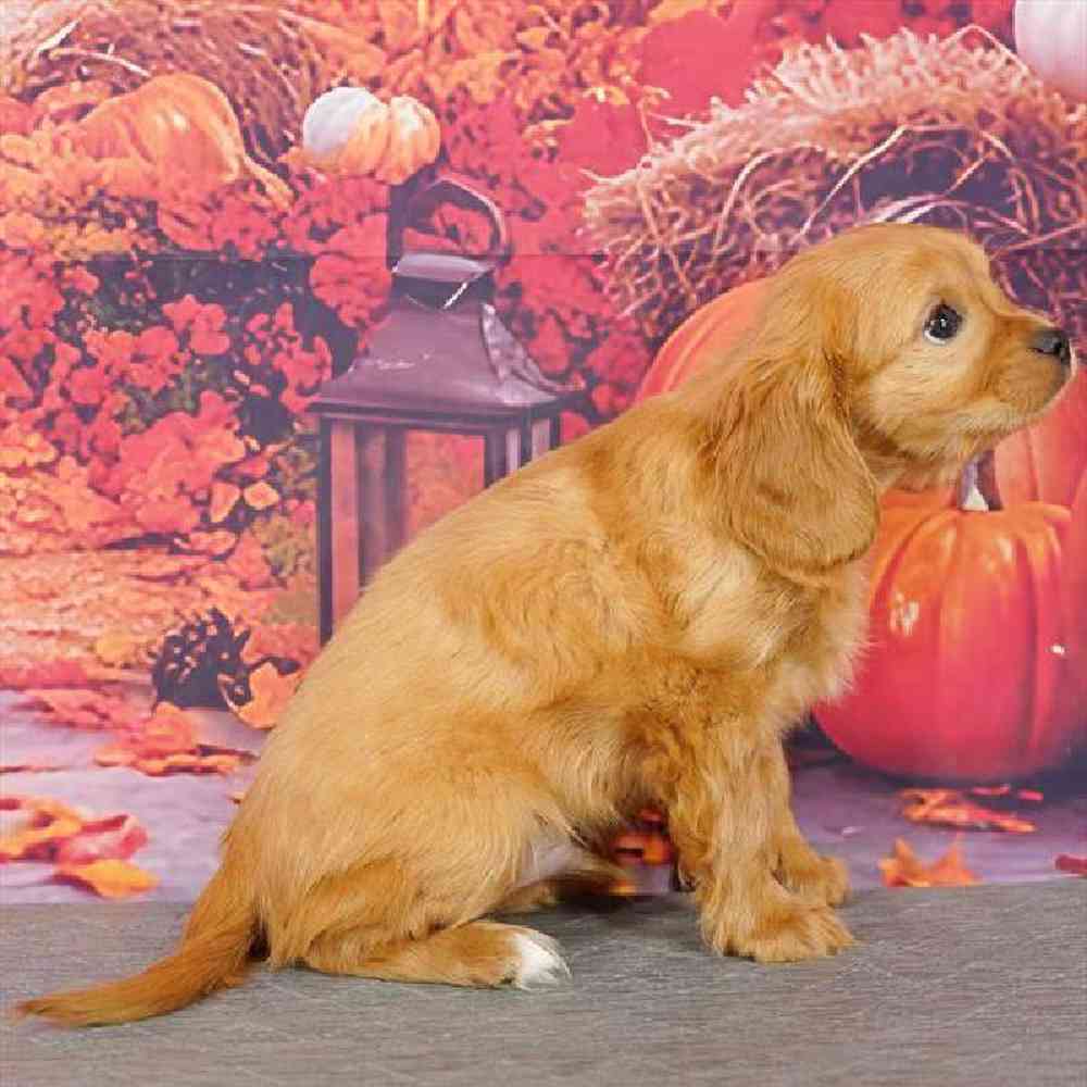 Male Cavapoo Puppy for Sale in Virginia Beach, VA