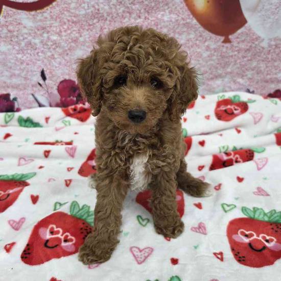 Mini Goldendoodle