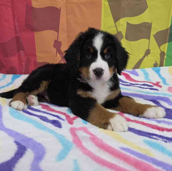 Bernese Mountain Dog